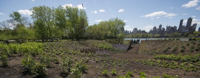 (Meg Webster, Concave Room for Bees, 2016. Installation view, 70' in diameter. Image courtesy Socrates Sculpture Park)