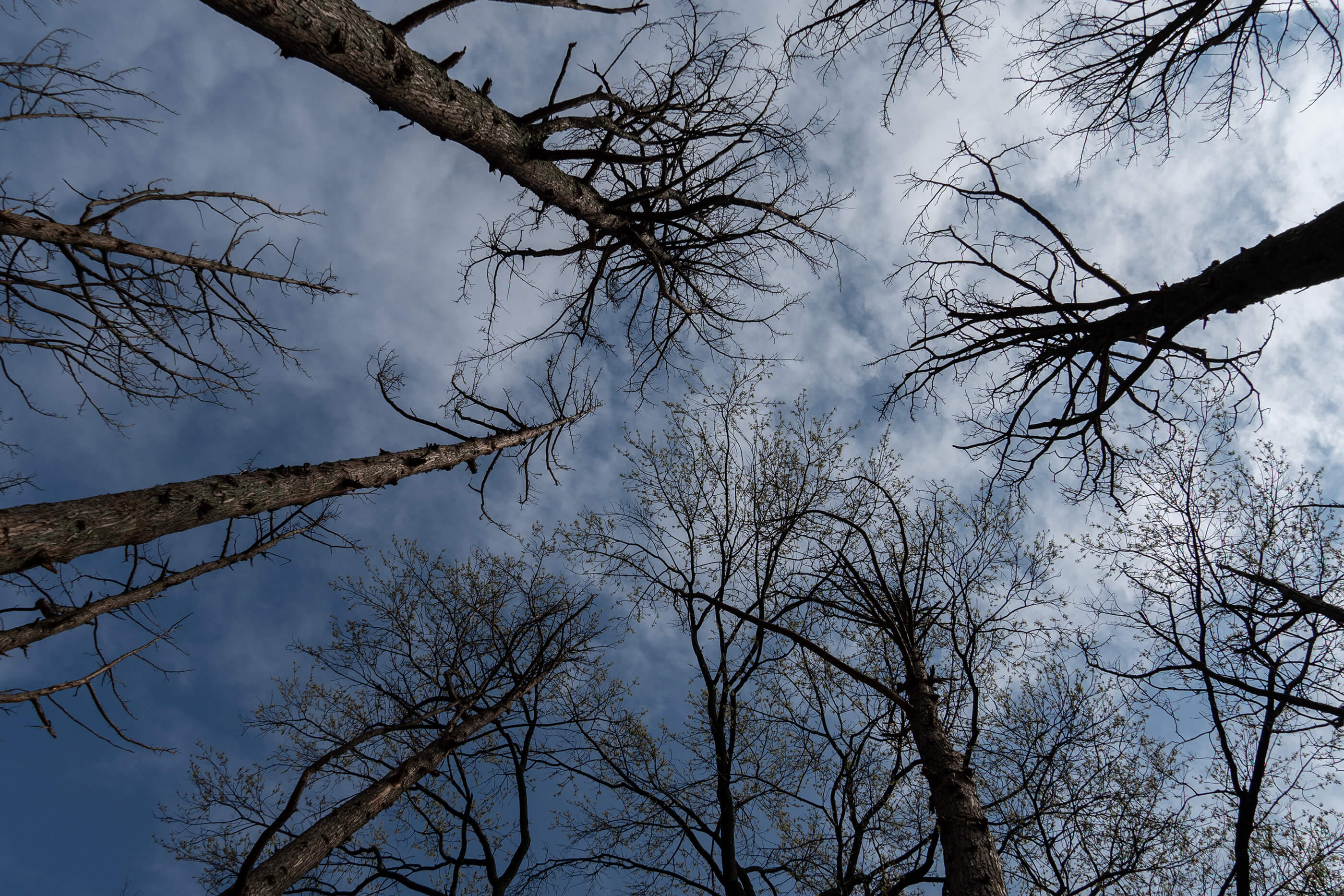 Maya Lin: Ghost Forest Seedlings