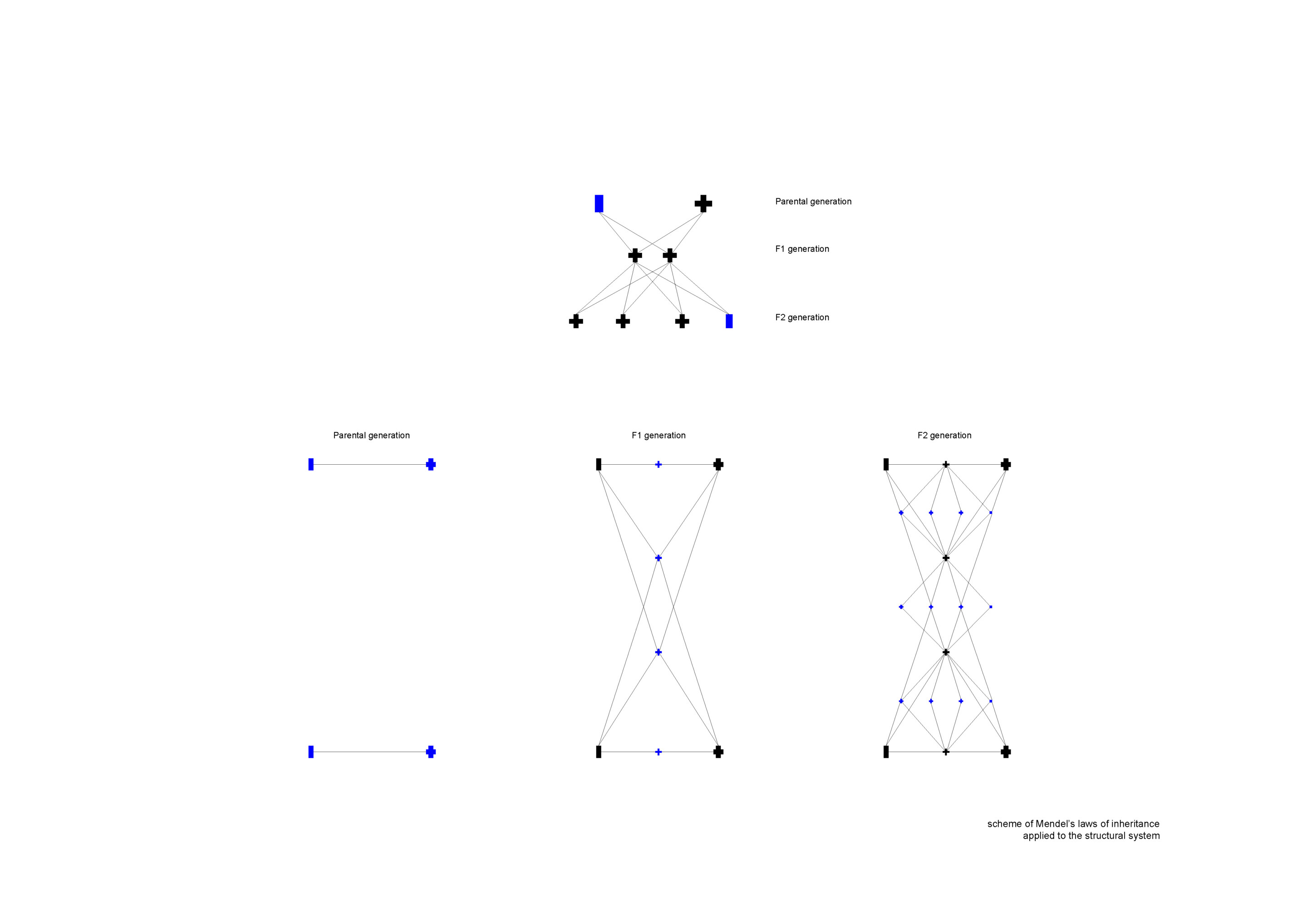 genetic inheritance diagram