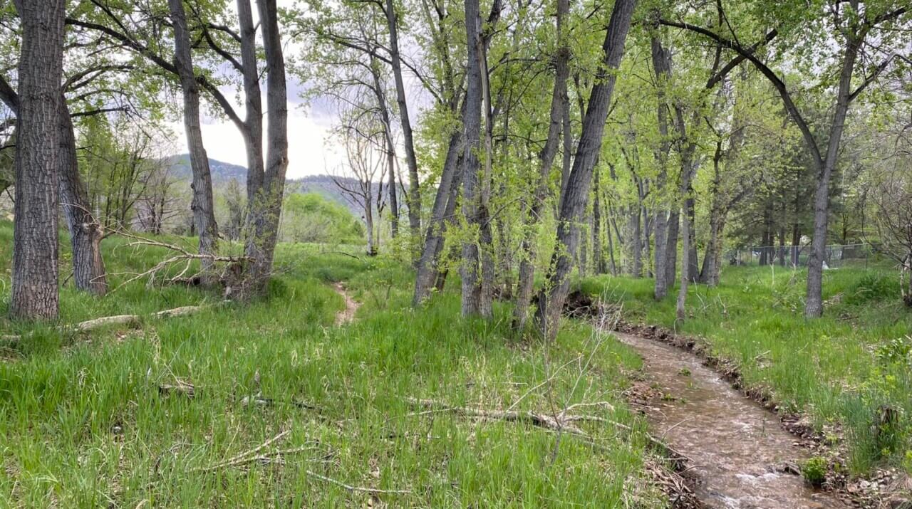 Green undeveloped natural landscape