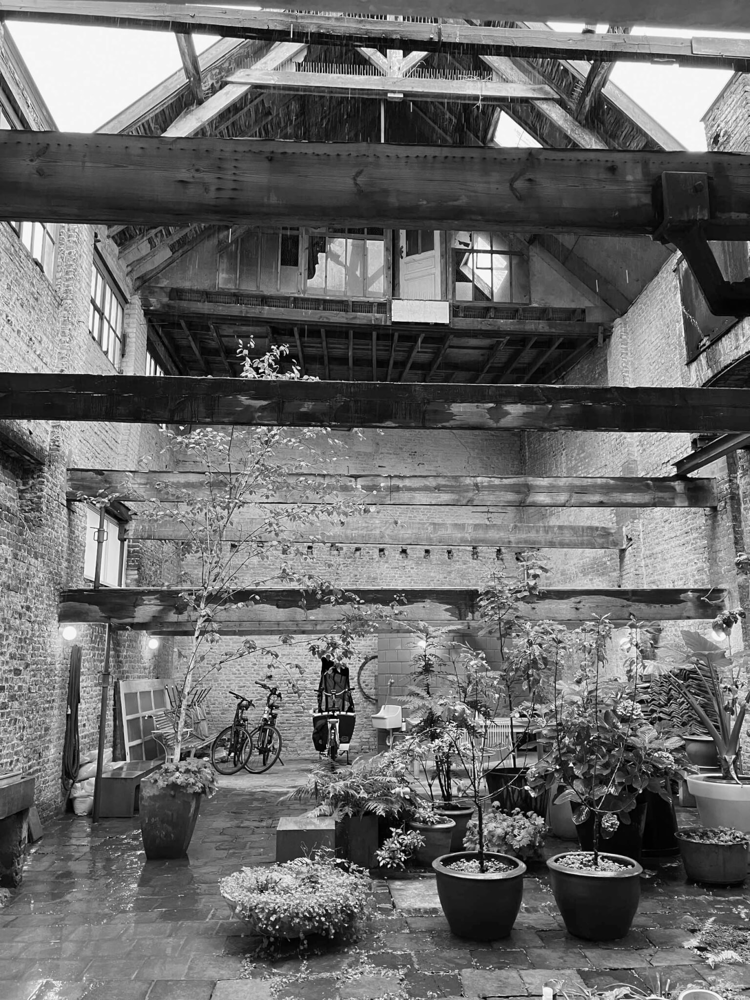 black and white photo of gardens in shell of old building