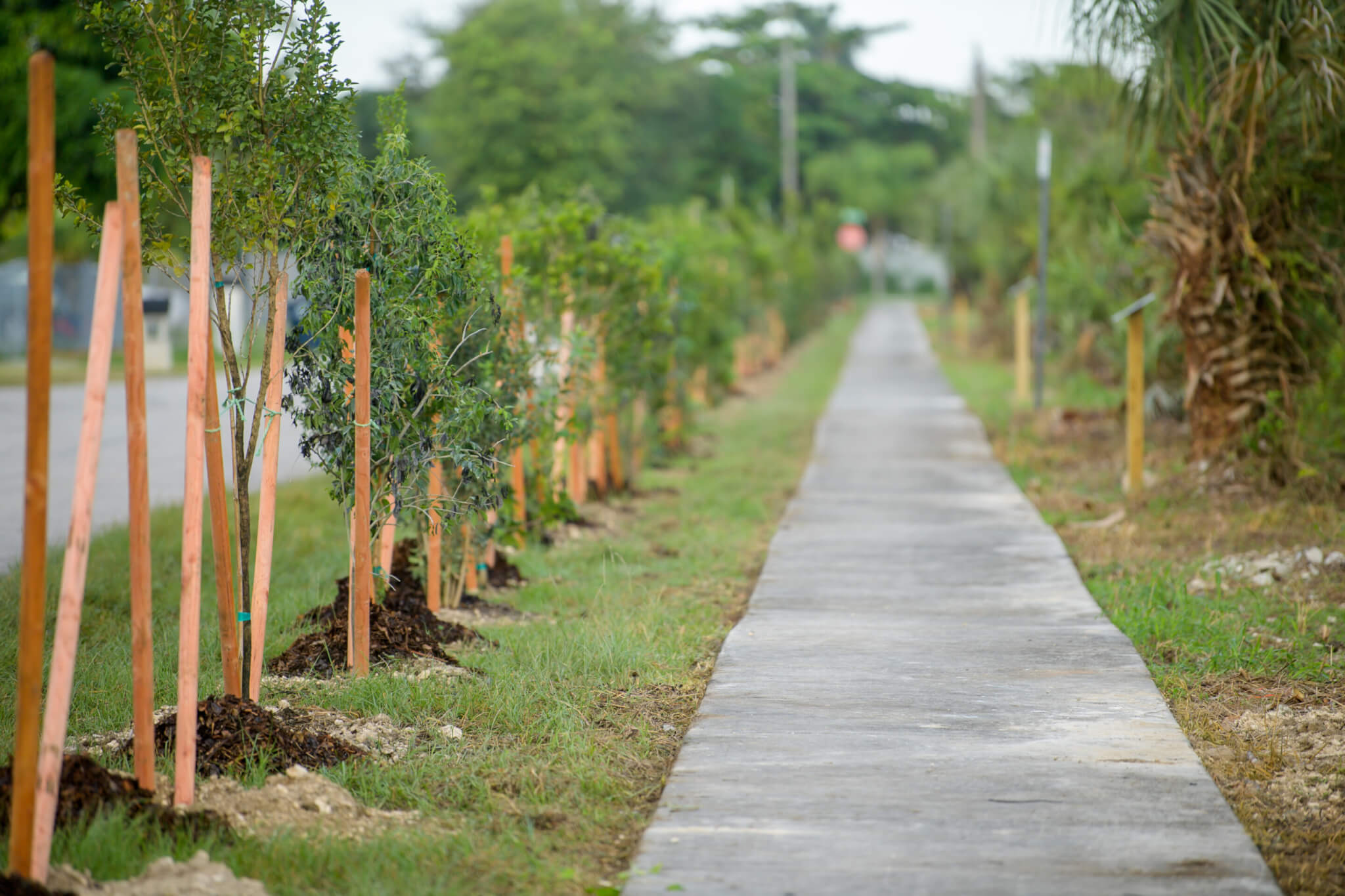 Trees planted by Poetic Justice as part of Black Forest