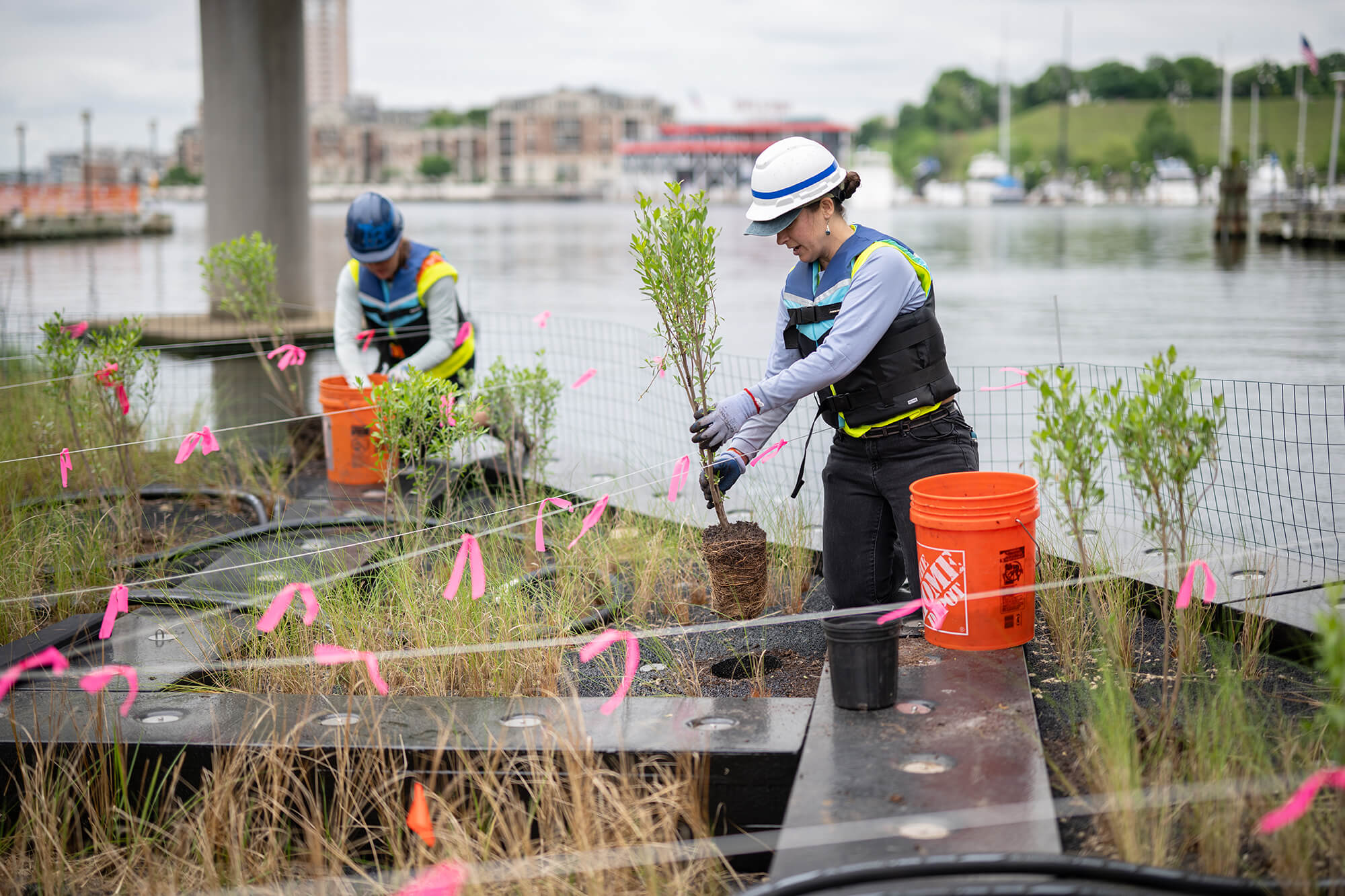 planting on floating wetland