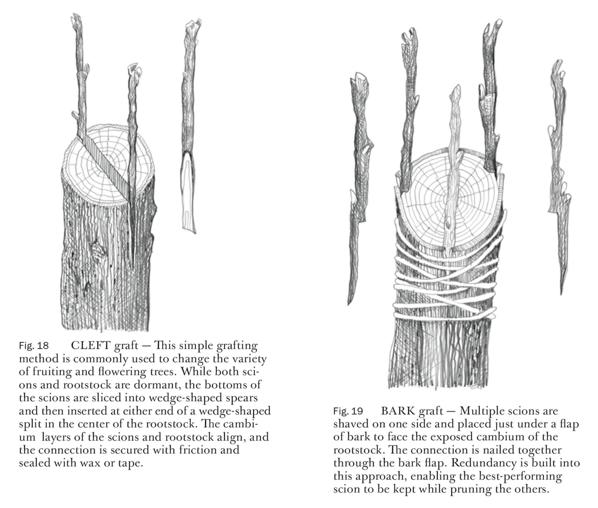 Drawings of trees