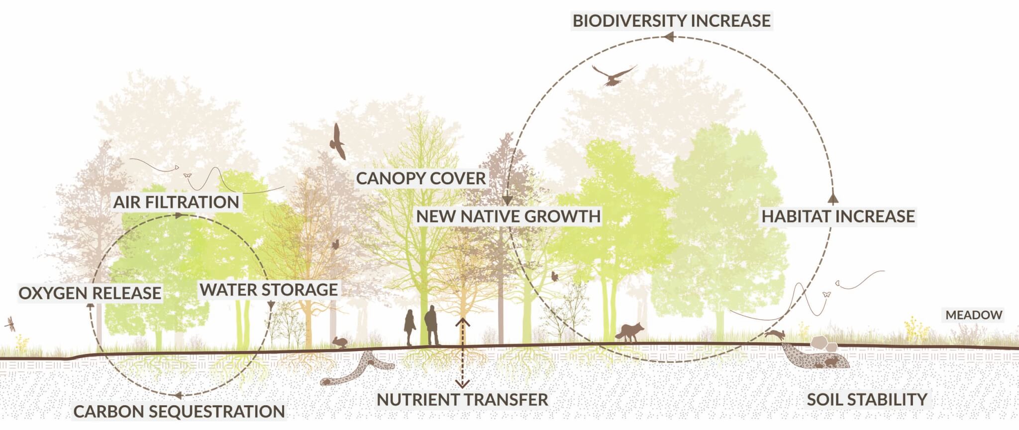 diagram showing the circular economy of forest and trees