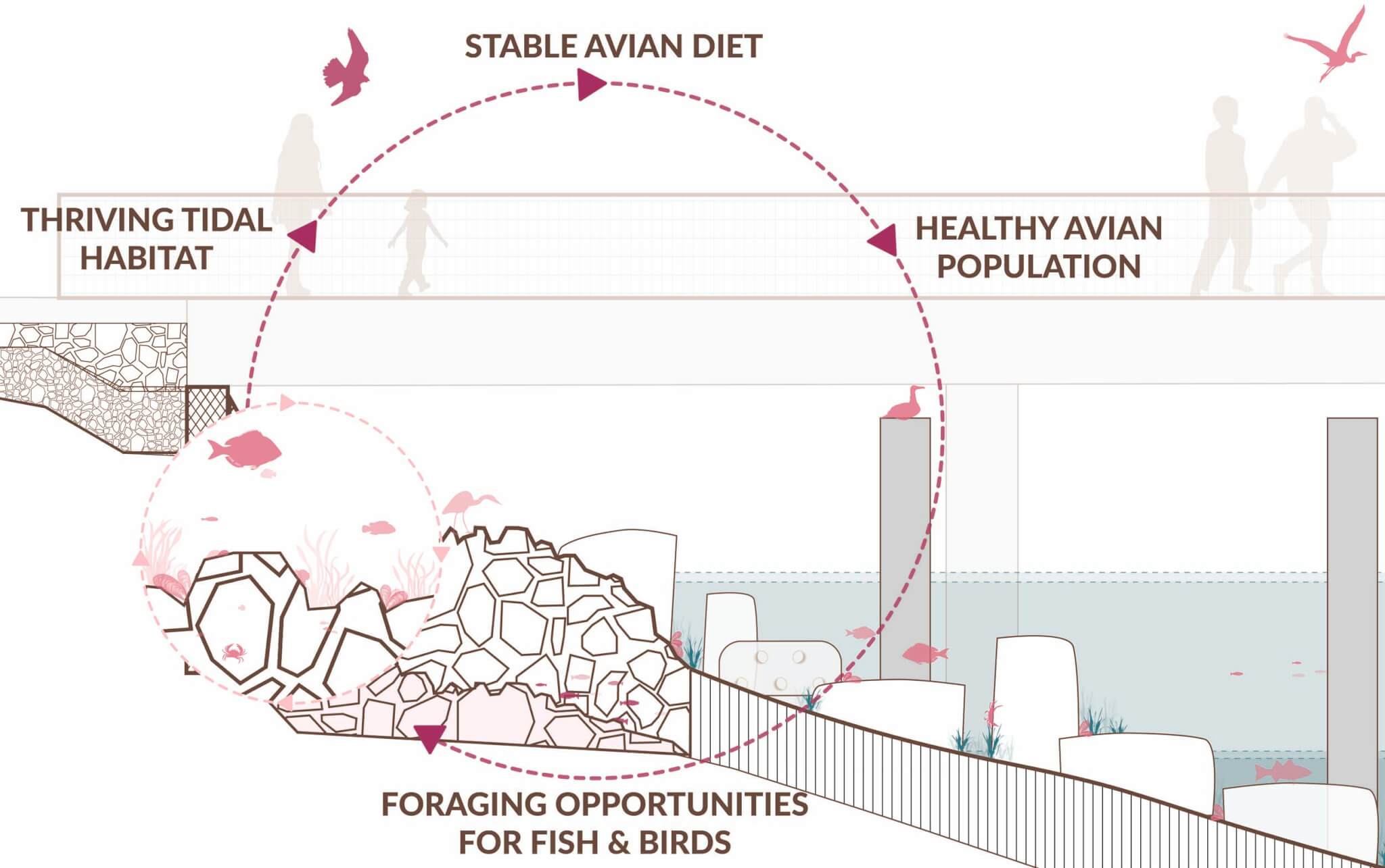 the marine ecological loop