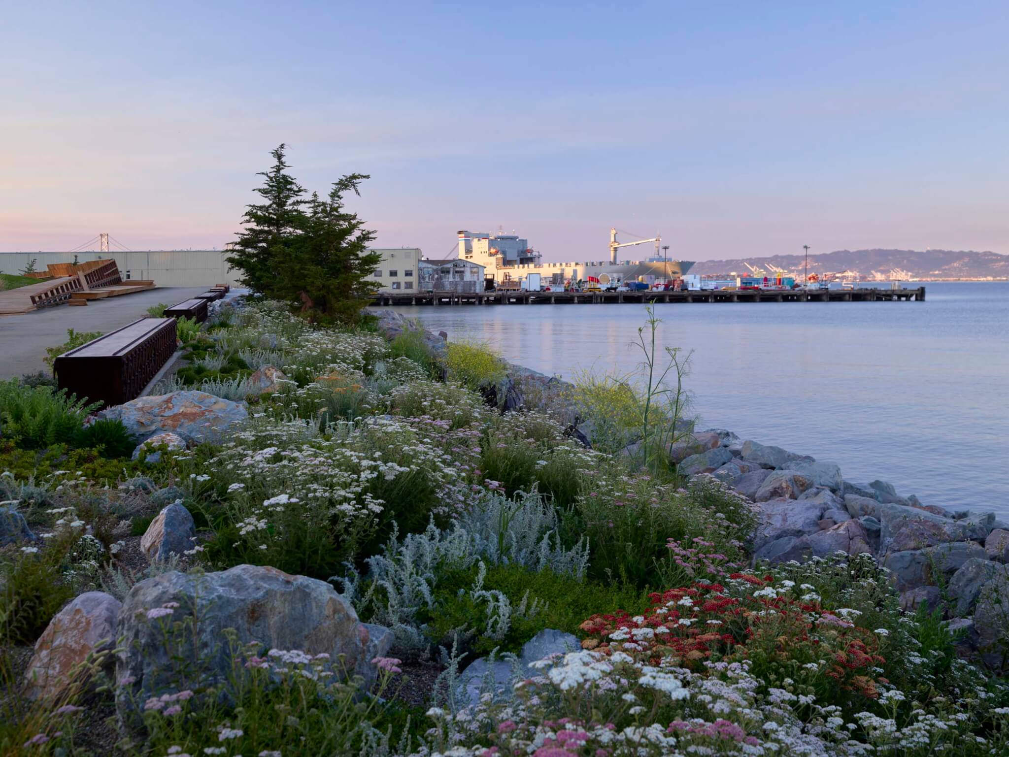 plants along the coast