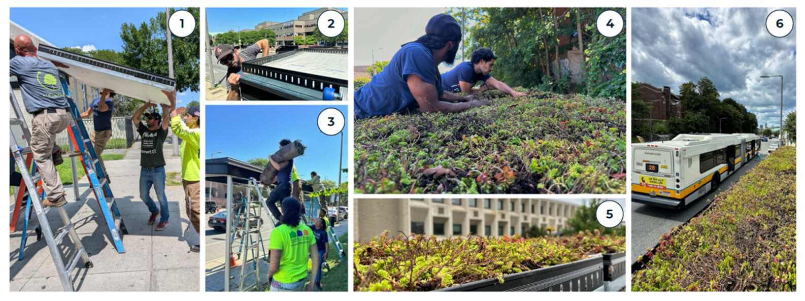 images showing the installation, construction, and planting of green roofs atop bus shelters